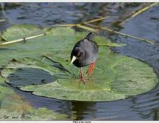 Black Crake