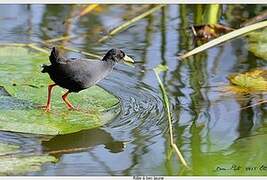 Black Crake