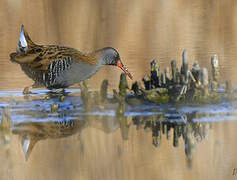 Water Rail