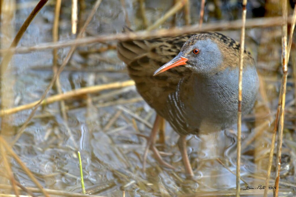 Water Rail