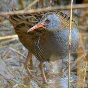 Water Rail