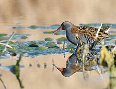 Water Rail