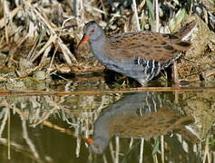 Water Rail