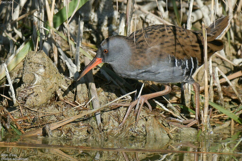 Water Rail