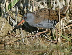 Water Rail