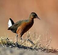 Rouget's Rail