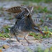 Buff-banded Rail