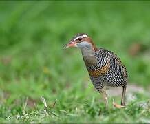 Buff-banded Rail