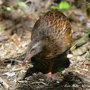 Weka