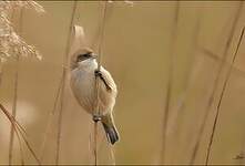 Rémiz penduline