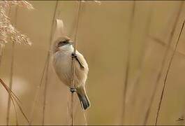 Rémiz penduline