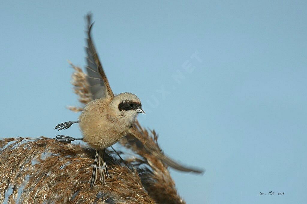 Rémiz penduline