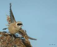 Rémiz penduline