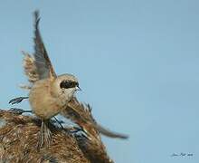 Eurasian Penduline Tit