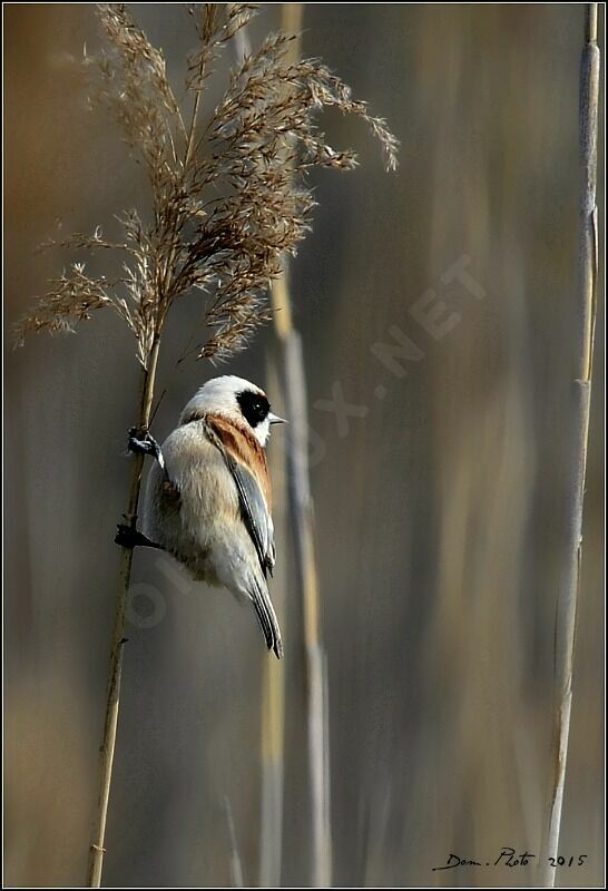 Eurasian Penduline Tit