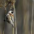 Rémiz penduline