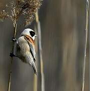 Eurasian Penduline Tit