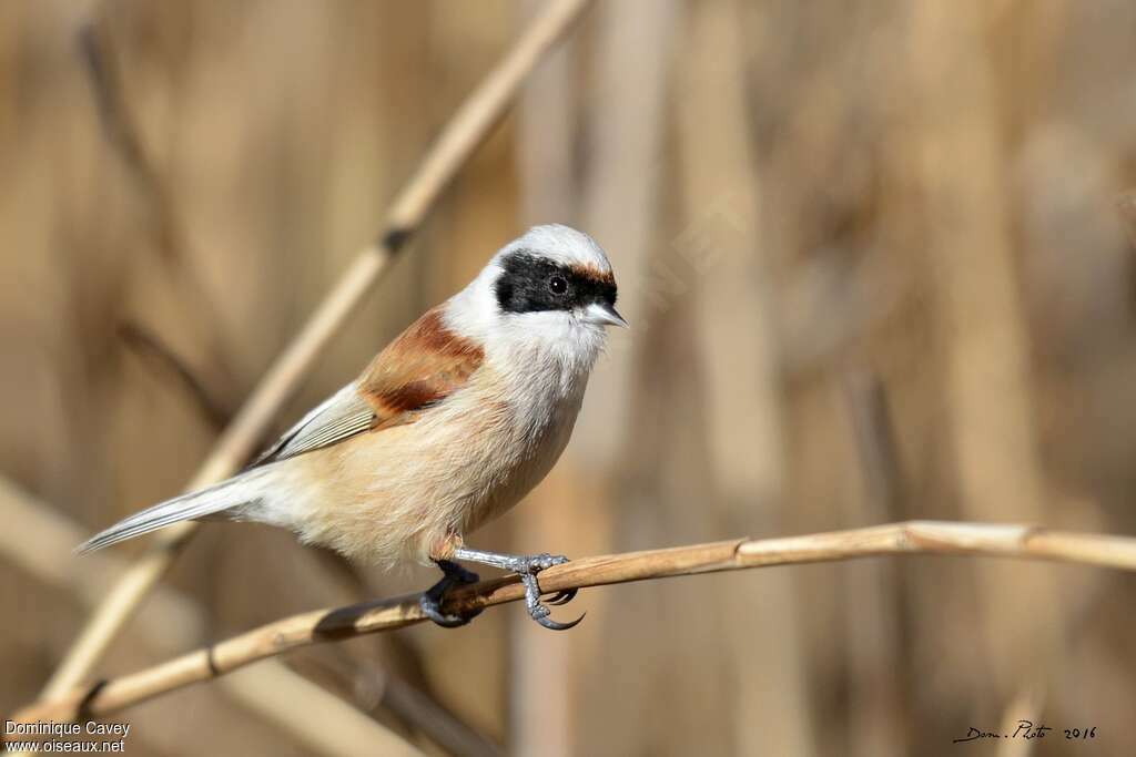 Rémiz penduline mâle adulte nuptial, identification