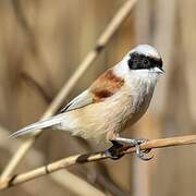 Eurasian Penduline Tit