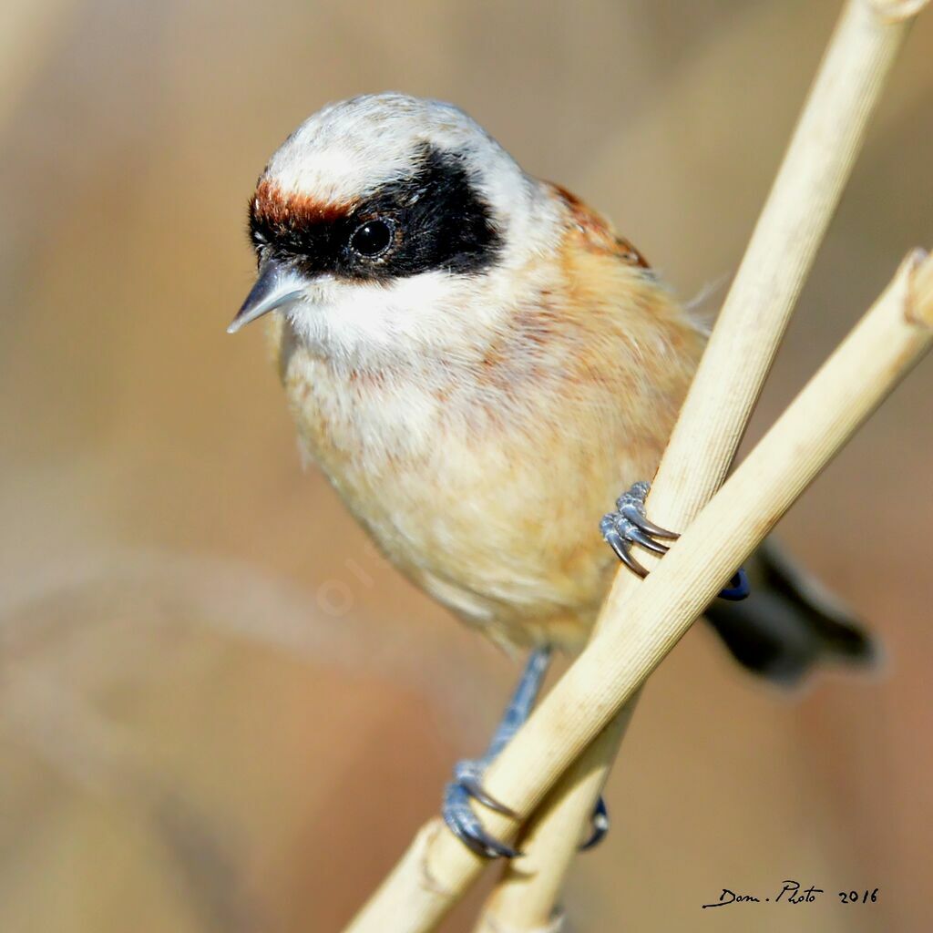 Eurasian Penduline Tit male