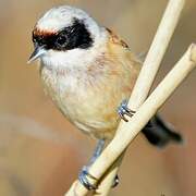 Eurasian Penduline Tit