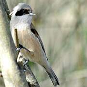 Eurasian Penduline Tit