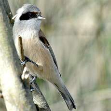 Rémiz penduline