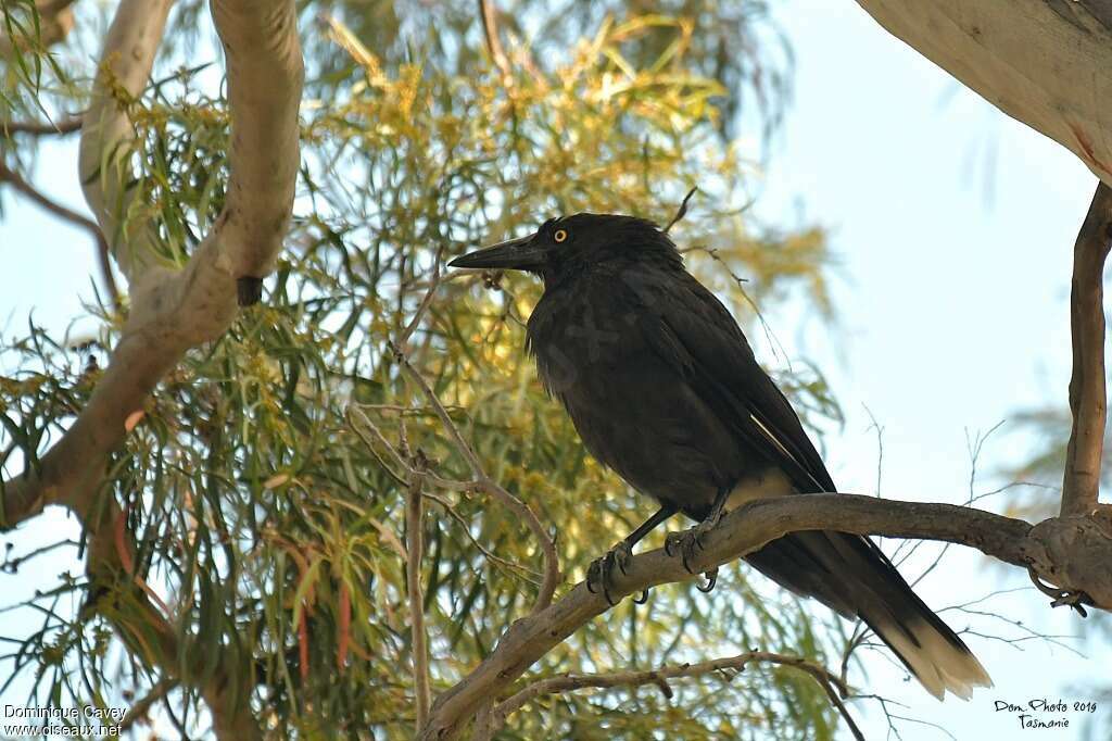 Grey Currawongadult, identification