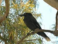 Grey Currawong