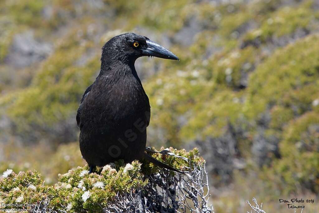 Black Currawongadult, habitat