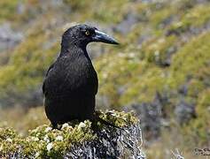 Black Currawong