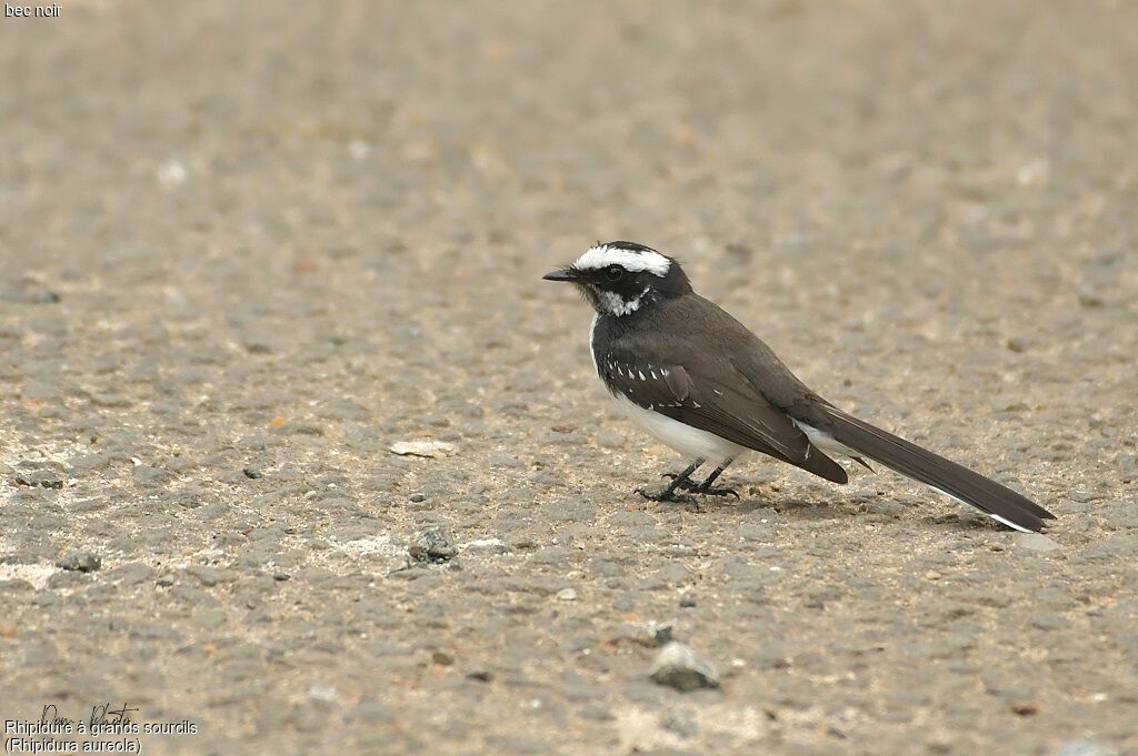 White-browed Fantail