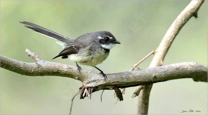 Grey Fantail