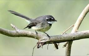 Grey Fantail