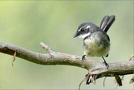 Grey Fantail