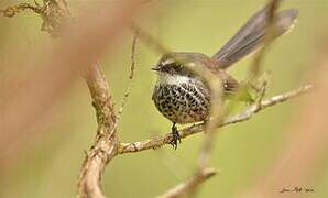 Streaked Fantail