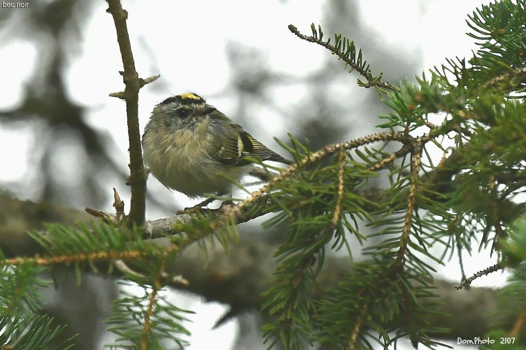 Roitelet à couronne dorée