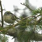 Roitelet à couronne dorée