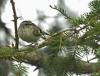 Roitelet à couronne dorée