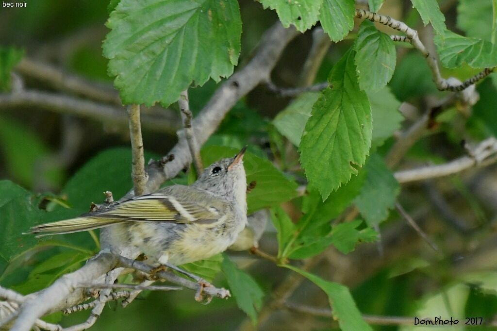 Roitelet à couronne rubis