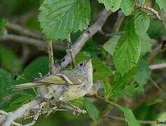 Roitelet à couronne rubis