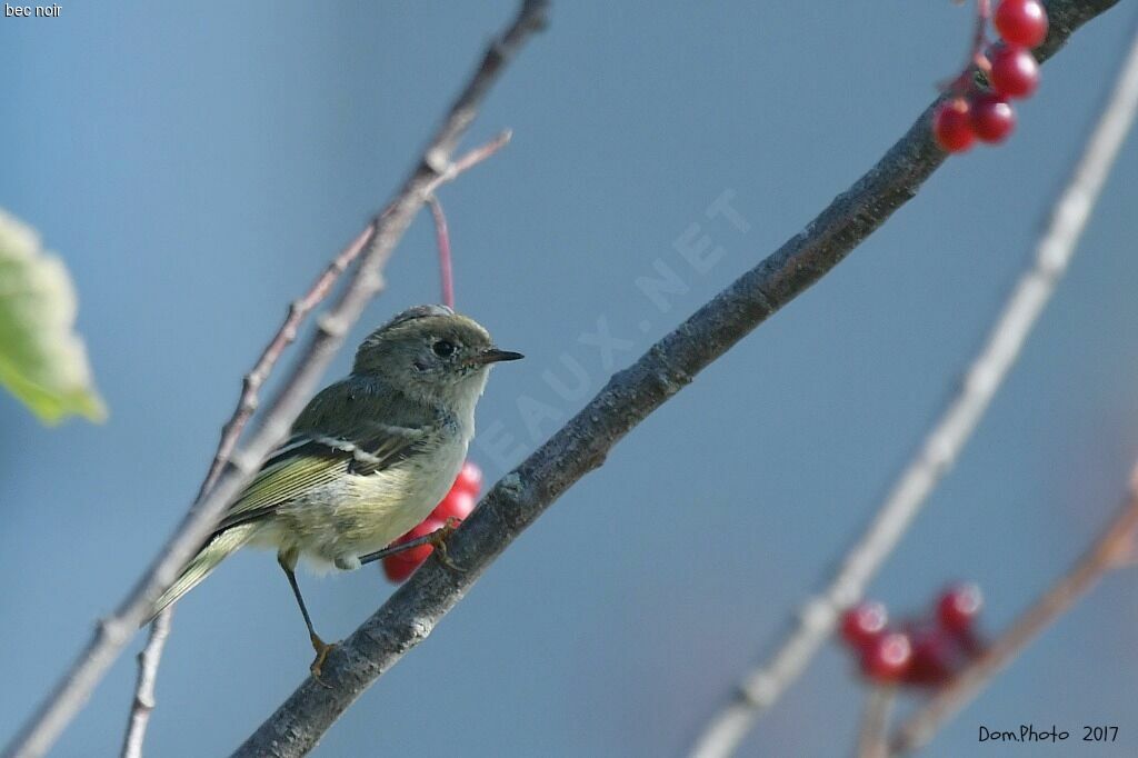 Ruby-crowned Kinglet