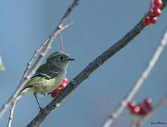 Ruby-crowned Kinglet