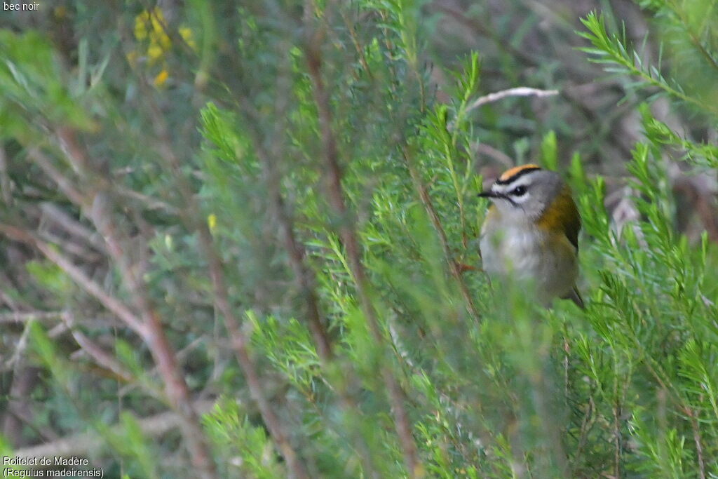 Madeira Firecrest