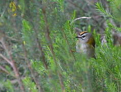 Madeira Firecrest