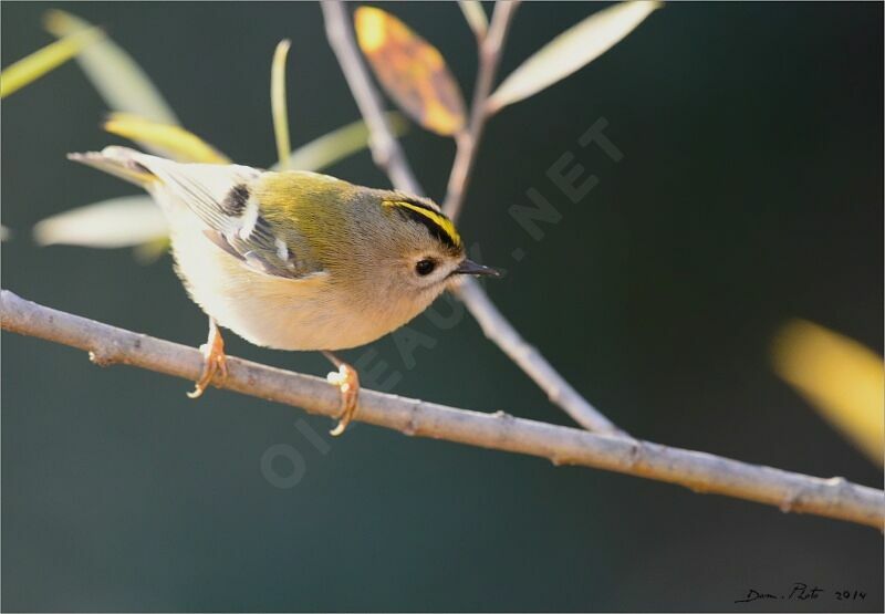 Goldcrest