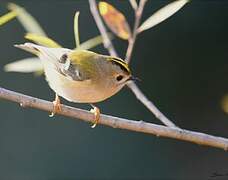 Goldcrest