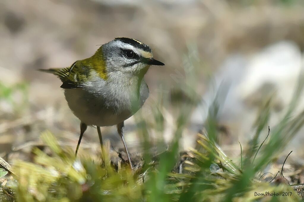 Common Firecrest