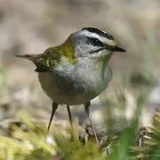 Common Firecrest