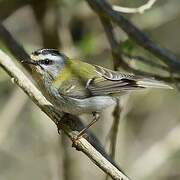 Common Firecrest